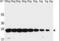 GST antibody, abx034627, Abbexa, Western Blot image 