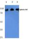 Ephrin A4 antibody, AP06104PU-N, Origene, Western Blot image 