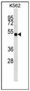 Indoleamine 2,3-dioxygenase 2 antibody, AP52135PU-N, Origene, Western Blot image 