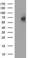 I10R1 antibody, TA506933BM, Origene, Western Blot image 