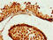 Zinc Finger Protein 679 antibody, LS-C377111, Lifespan Biosciences, Immunohistochemistry paraffin image 