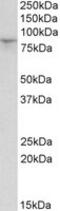 Hyperpolarization Activated Cyclic Nucleotide Gated Potassium Channel 3 antibody, MBS422560, MyBioSource, Western Blot image 