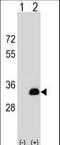 Docking Protein 5 antibody, LS-C159483, Lifespan Biosciences, Western Blot image 