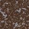 Transmembrane P24 Trafficking Protein 9 antibody, NBP1-83193, Novus Biologicals, Immunohistochemistry paraffin image 