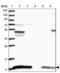 ATP Synthase Peripheral Stalk Subunit F6 antibody, NBP1-88888, Novus Biologicals, Western Blot image 