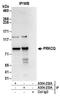 Protein Kinase C Theta antibody, A304-232A, Bethyl Labs, Immunoprecipitation image 