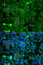 Glucosylceramidase Beta 3 (Gene/Pseudogene) antibody, A7827, ABclonal Technology, Immunofluorescence image 