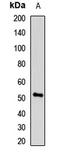 Uridine Monophosphate Synthetase antibody, LS-C667946, Lifespan Biosciences, Western Blot image 