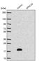 Sperm acrosome membrane-associated protein 3 antibody, NBP1-89136, Novus Biologicals, Western Blot image 