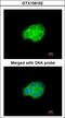 Heat Shock Protein Family A (Hsp70) Member 6 antibody, LS-B10826, Lifespan Biosciences, Immunocytochemistry image 