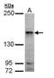 Misshapen Like Kinase 1 antibody, NBP1-32766, Novus Biologicals, Western Blot image 