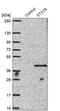Syntaxin-19 antibody, PA5-56519, Invitrogen Antibodies, Western Blot image 