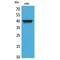 C-X-C Motif Chemokine Receptor 3 antibody, LS-C387045, Lifespan Biosciences, Western Blot image 