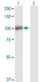 DGCR8 Microprocessor Complex Subunit antibody, H00054487-M01, Novus Biologicals, Western Blot image 