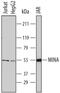 Ribosomal Oxygenase 2 antibody, MAB7476, R&D Systems, Western Blot image 