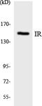 Insulin Receptor antibody, LS-C292110, Lifespan Biosciences, Western Blot image 