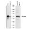 Thymidine Phosphorylase antibody, AF7568, R&D Systems, Western Blot image 
