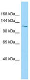 Polycystin 1 Like 1, Transient Receptor Potential Channel Interacting antibody, TA337921, Origene, Western Blot image 