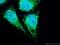 Lon Peptidase 1, Mitochondrial antibody, 15440-1-AP, Proteintech Group, Immunofluorescence image 