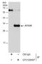 Autophagy Related 10 antibody, GTX129097, GeneTex, Immunoprecipitation image 