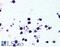 NLR Family Pyrin Domain Containing 3 antibody, 45-435, ProSci, Enzyme Linked Immunosorbent Assay image 