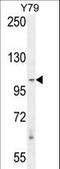 RAS Protein Activator Like 3 antibody, LS-C162452, Lifespan Biosciences, Western Blot image 