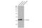 G Protein Subunit Beta 1 antibody, GTX124712, GeneTex, Western Blot image 