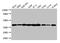 Annexin A2 antibody, CSB-PA001840HA01HU, Cusabio, Western Blot image 