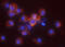 CD83 Molecule antibody, MAB1774, R&D Systems, Immunofluorescence image 