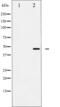 Jun Proto-Oncogene, AP-1 Transcription Factor Subunit antibody, abx012205, Abbexa, Western Blot image 
