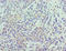 Signal Transducer And Activator Of Transcription 5B antibody, LS-C376711, Lifespan Biosciences, Immunohistochemistry paraffin image 