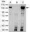 Cip1-interacting zinc finger protein antibody, PA5-27625, Invitrogen Antibodies, Immunoprecipitation image 