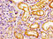 C-C Motif Chemokine Receptor Like 2 antibody, LS-C671597, Lifespan Biosciences, Immunohistochemistry paraffin image 