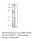 Bestrophin 4 antibody, BEST-401AP, FabGennix, Western Blot image 