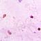 Paired Box 7 antibody, LS-C667953, Lifespan Biosciences, Immunohistochemistry paraffin image 