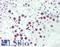 Signal Recognition Particle 54 antibody, LS-B10483, Lifespan Biosciences, Immunohistochemistry frozen image 