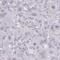 Lin-54 DREAM MuvB Core Complex Component antibody, HPA056606, Atlas Antibodies, Immunohistochemistry frozen image 