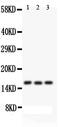 AIF1 antibody, PA1724, Boster Biological Technology, Western Blot image 