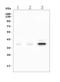 Deleted In Azoospermia Like antibody, A02069-2, Boster Biological Technology, Western Blot image 