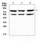 TNF Receptor Superfamily Member 11a antibody, A01064-1, Boster Biological Technology, Western Blot image 