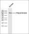 Heparanase antibody, orb157488, Biorbyt, Western Blot image 