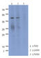 Mevalonate Kinase antibody, MBS200273, MyBioSource, Western Blot image 