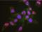 YY1 Transcription Factor antibody, NBP1-46218, Novus Biologicals, Proximity Ligation Assay image 