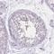 Centrosomal Protein 19 antibody, NBP2-14471, Novus Biologicals, Immunohistochemistry paraffin image 