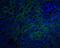 TNF Receptor Superfamily Member 10d antibody, A05136-1, Boster Biological Technology, Immunofluorescence image 