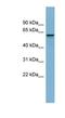 Dynactin Subunit 4 antibody, NBP1-55215, Novus Biologicals, Western Blot image 