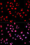 Jun Proto-Oncogene, AP-1 Transcription Factor Subunit antibody, abx000135, Abbexa, Western Blot image 