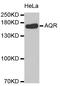 Aquarius Intron-Binding Spliceosomal Factor antibody, LS-C334454, Lifespan Biosciences, Western Blot image 