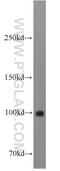 Tripartite Motif Containing 28 antibody, 15202-1-AP, Proteintech Group, Western Blot image 