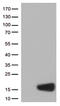 Cystatin-beta antibody, LS-C793177, Lifespan Biosciences, Western Blot image 